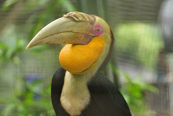 Rhyticeros undulatus, The wreathed hornbill is a tropical bird include  Indonesia of the hornbill family Bucerotidae, also called bar pouched wreathed hornbill due to its distinctive blue black band 