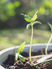 Close-up of cannabis sapling plant in a potted