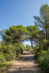 Hiking trail near Cala Moltó and Cala Agulla through typical mediterranean pine forest showing the vegetation with trees and bushes at Mallorca island, Spain, Europe