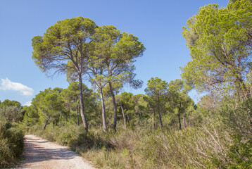 Hiking trail near Cala Moltó and Cala Agulla through typical mediterranean pine forest showing the vegetation with trees and bushes at Mallorca island, Spain, Europe