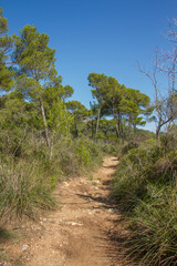 Fototapeta na wymiar Hiking trail near Cala Moltó and Cala Agulla through typical mediterranean pine forest showing the vegetation with trees and bushes at Mallorca island, Spain, Europe