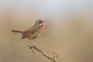 Siberian Rubythroat (Luscinia calliope) perched on dry branch, seen in a India.