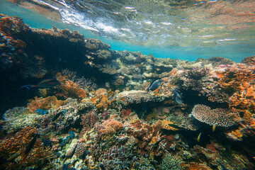 Fototapeta na wymiar Underwater coral reef on the red sea