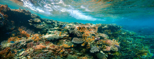 Unterwasser-Korallenriff am Roten Meer