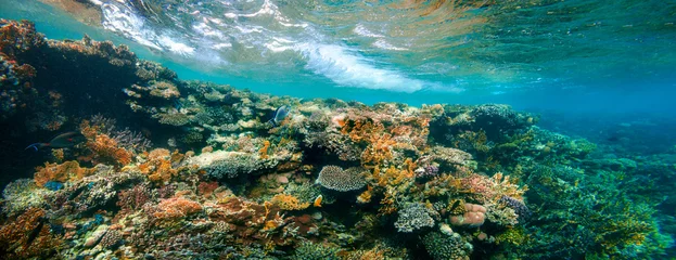 Poster Im Rahmen Unterwasser-Korallenriff am Roten Meer © vovan