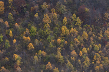 Fototapeta na wymiar Detail Of The Wood In Autumn. Mottarone, Italy..