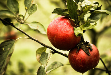 Closeup photo of some ripe red apples hanging on a brunch in summer garden. Bright sunlight on juicy colorful apple