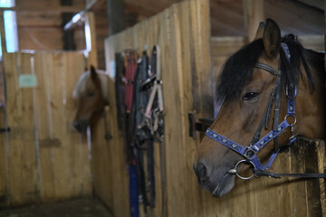 brown horse in the stable. horse in his aviary. stable with animals.