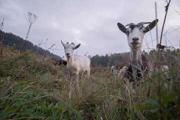 Sweet goats with funny beards on background grazing in countryside.
