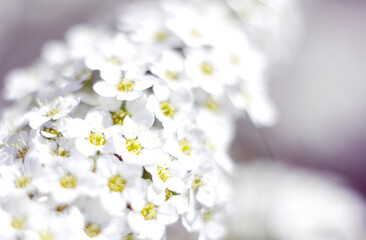 De-focused blurred white cherry flowers for background. Branches of blooming apricot with soft focus on a gentle green background