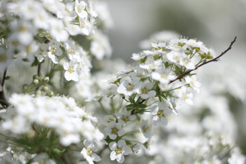 De-focused close-up white apricot flowers on the tree for background. Branches of blooming tree with soft focus on a gentle green background