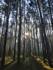Beautiful morning in the forest with sunrays