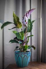 Calathea