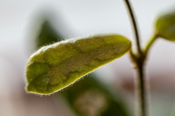 Hoya Rotundiflora leaf