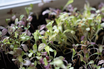 Salad sprouting
