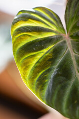 Philodendron Verrucosum veining