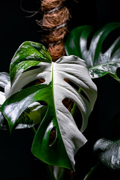 Monstera Albo Variegata