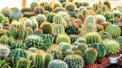 Obraz premium Pots of different kind of cactus for sale