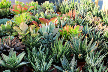 Obraz premium Pots of different kind of cactus and succulents
