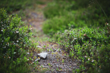 Forest path