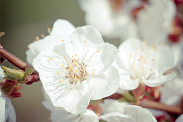 Obraz premium Beautiful flowering in bright sunny spring day. Colored macro with blured backgrond in the natural environment