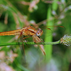 Libellula