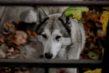Obraz premium A husky dog sits behind a fence. Domestic dog.