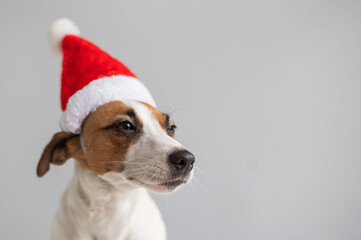 Portrait of a dog jack russell terrier in a santa claus hat on a white background. Christmas greeting card
