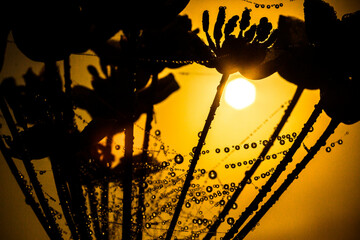 Black silhouette of little flowers in macro photo with dew drops on web in macro focus with blurred golden sunset light on the background