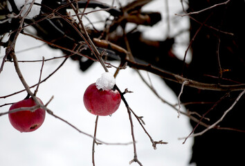 Winter apples hanging on a trees with snow in an orchard