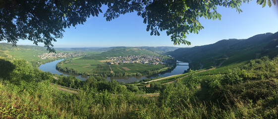  river bend of Moselle at Bremm - obrazy, fototapety, plakaty