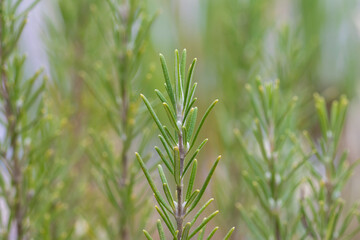 Rosemary sissinghurst blue (Salvia rosmarinus 'Sissinghurst Blue') short  fine dark green needle shaped aromatic leaves
