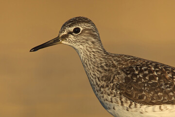 Close up of a wood sandpiper (Tringa glareola) in the wetlands.