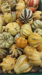 squash and pumpkins