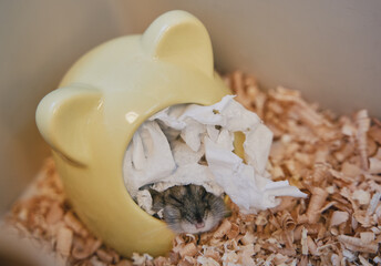 A gray Dzungarian hamster stuck its head out of the house. Dwarf hamster.