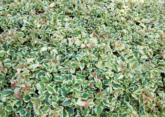 Snowbush (Breynia disticha)