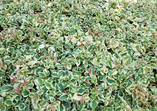 Snowbush (Breynia disticha)