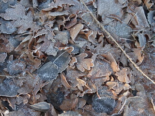 Brown winter leaves with hoarfrost