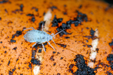 Root aphids are soil-borne pests of various plants, such as vegetables, are feeding on roots in the soil. Aphids, wingless forms on carrot root.