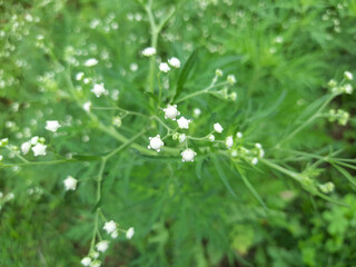 Parthenium hysterophorus flowers in wild, white color Parthenium hysterophorus flowers in India.