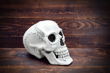 Human skull in profile on wooden plank surface.