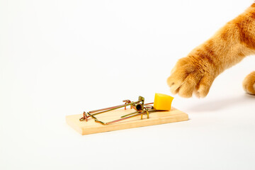 Conceptual image of a ginger tabby cat either baiting a mousetrap with cheese to catch a mouse or...