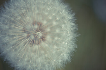 De-focused closeup white dandelion. Blooming flower blowball with soft focus on a blurred green background