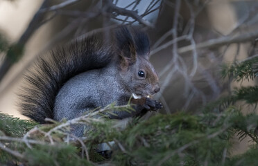 Black squirrel Close-up sits on pine branches. Macro.in wild nature