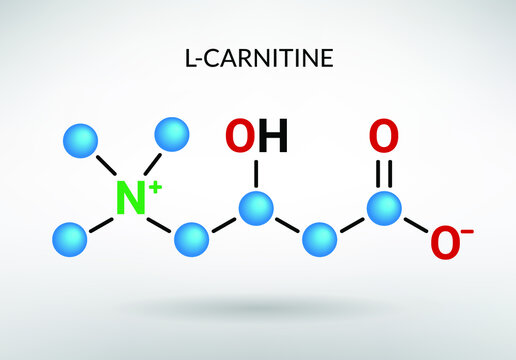 L-carnitine, Carnitine, Vitamin B11, Levocarnitine molecule model and skeletal structure stock illustration
