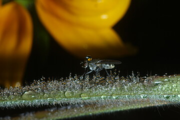 곤충의 몸에 내려앉은 이슬에 비추어진 꽃송이. 다가서면 보이는 놀라운...