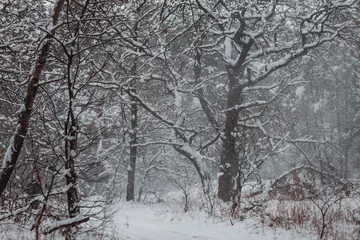 Rolgordijnen Winter forest © Galyna Andrushko