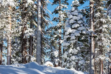 Foto op Plexiglas Winter forest © Galyna Andrushko