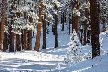 Foto op Plexiglas Winter forest © Galyna Andrushko