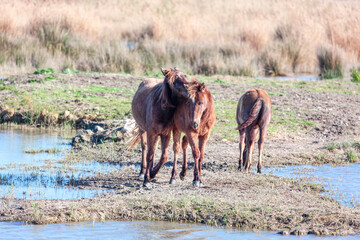 Young wild horses at wildlife area . Playful foals at the shore 